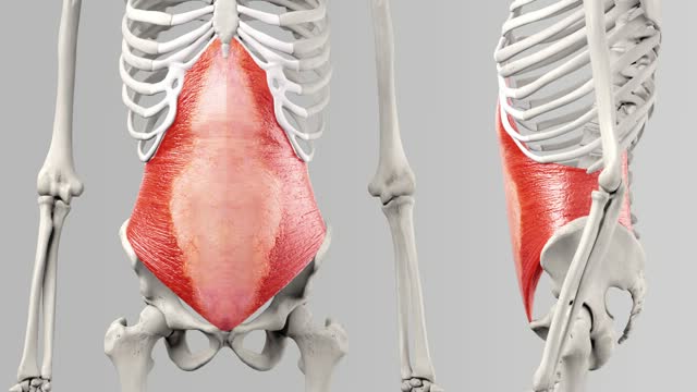 Musculus rectus abdominis